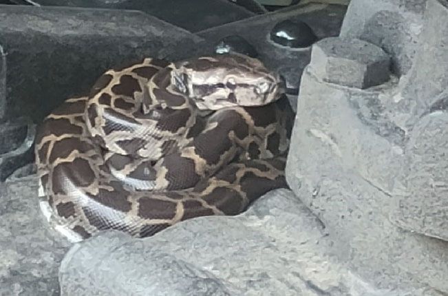 python