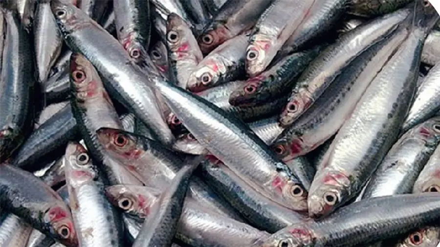 global warming kerala sardine