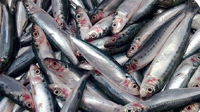 global warming kerala sardine
