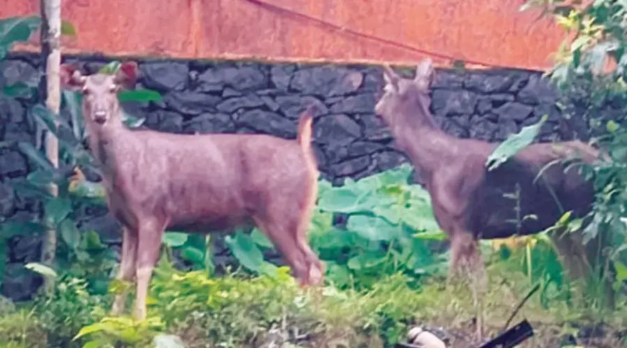 Sambar Deer