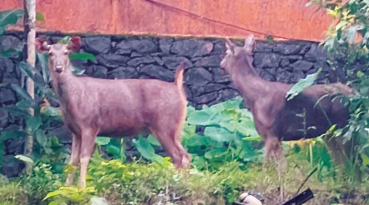Sambar Deer
