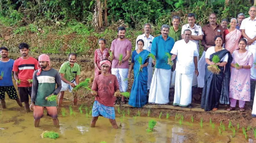 paddy farming