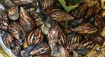 african snail