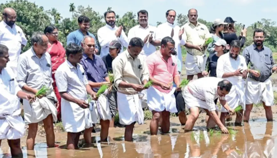 paddy farming