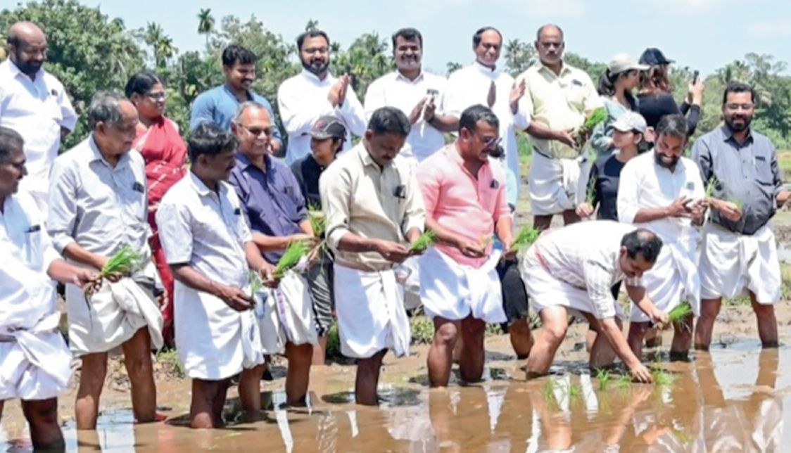 paddy farming
