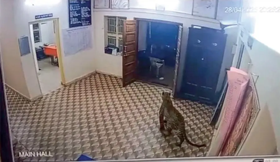 leopard in naduvattam police station