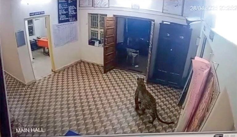 leopard in naduvattam police station