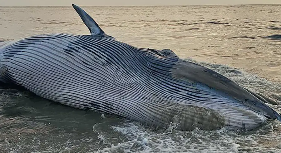 whales dead in arabian sea