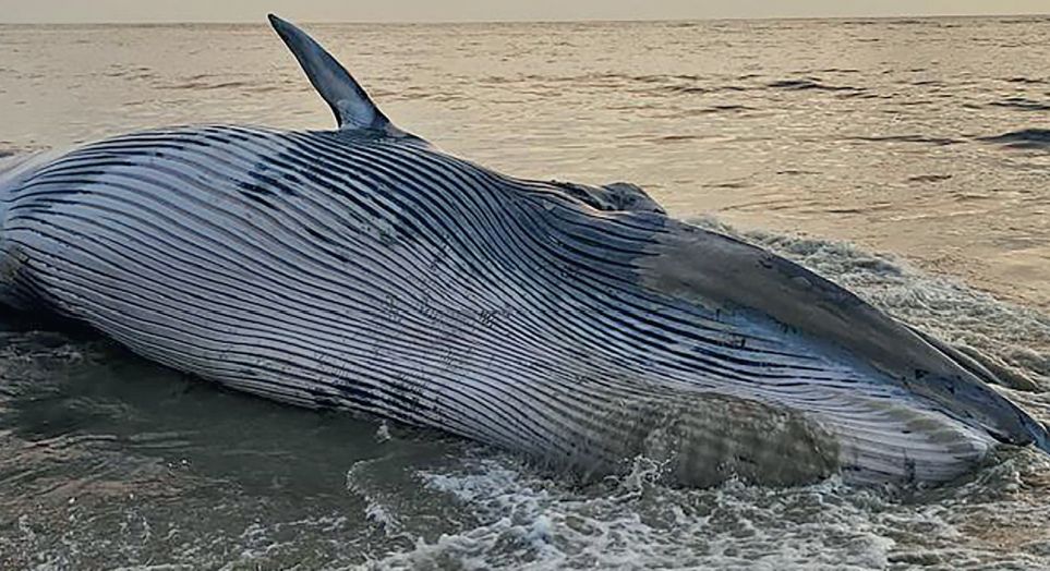 whales dead in arabian sea