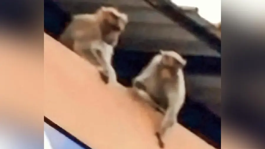 monkeys