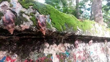 തിരുന്നാവായ സൗത്ത് പല്ലാർ ഭാഗങ്ങളിൽ മതിലുകളിൽ കാണുന്ന  ആഫ്രിക്കൻ ഭീമൻ ഒച്ചുകൾ