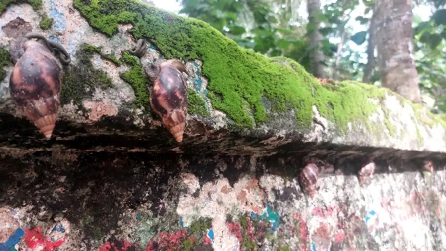 തിരുന്നാവായ സൗത്ത് പല്ലാർ ഭാഗങ്ങളിൽ മതിലുകളിൽ കാണുന്ന  ആഫ്രിക്കൻ ഭീമൻ ഒച്ചുകൾ