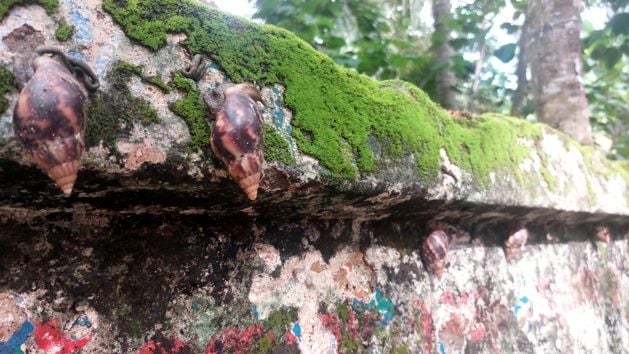 തിരുന്നാവായ സൗത്ത് പല്ലാർ ഭാഗങ്ങളിൽ മതിലുകളിൽ കാണുന്ന  ആഫ്രിക്കൻ ഭീമൻ ഒച്ചുകൾ