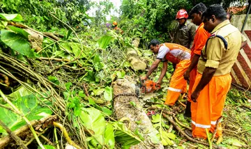 ആലപ്പുഴ ജനറൽ ആശുപത്രി വളപ്പിൽനിന്ന് പാലസ് റോഡിലേക്ക് കടപുഴകിയ മരം അഗ്നിരക്ഷാസേന  മുറിച്ചുമാറ്റിയപ്പോൾ (ഫയൽ ചിത്രം)