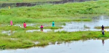 മഴയെ അവഗണിച്ച് ഭാരതപ്പുഴയിൽ മണൽത്തിട്ടയിൽനിന്ന് മീൻ പിടിക്കുന്നവർ. മായന്നൂർ പാലത്തിൽനിന്നുള്ള കാഴ്ച / ഫോട്ടോ: സുമേഷ് കോടിയത്ത്