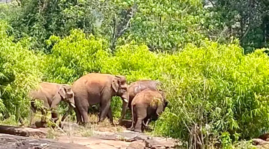 കാലിന് മുറിവേറ്റ ഏഴാറ്റുമുഖം ഗണപതി വാടാമുറി ഭാഗത്ത് മറ്റ് ആനകളോടൊപ്പം