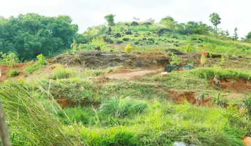 എരവിമംഗലം താഴെപ്പറ്റയിൽ സജ്ജീരിച്ച പച്ചത്തുരുത്ത്‌