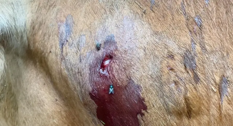 ആക്രമണത്തിൽ പശുവിനുണ്ടായ മുറിവ്