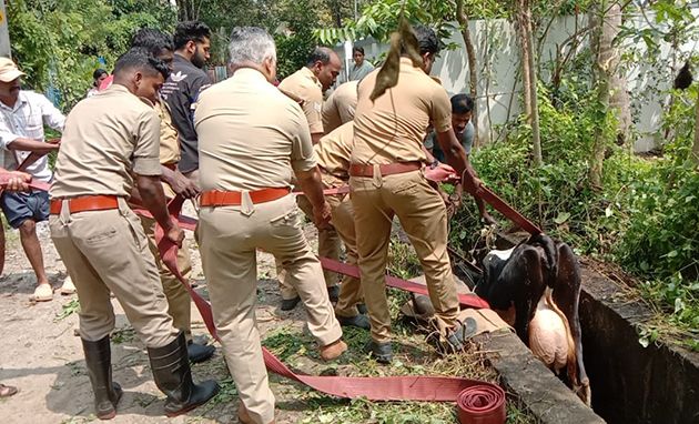 ഓടയിൽ വീണ പശുവിന് അഗ്‌നി രക്ഷാസേന രക്ഷകരായി.