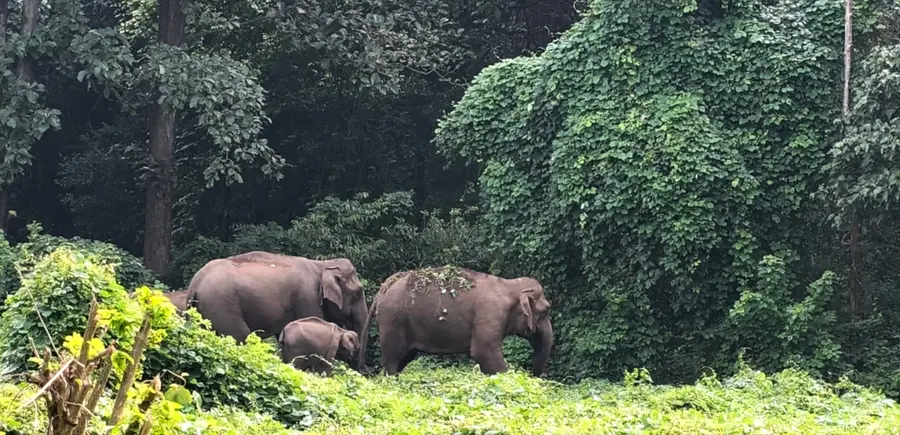 വാണിയംപാറയിൽ ജനവാസ മേഖലയിൽ ഇറങ്ങിയ കാട്ടാനക്കൂട്ടം