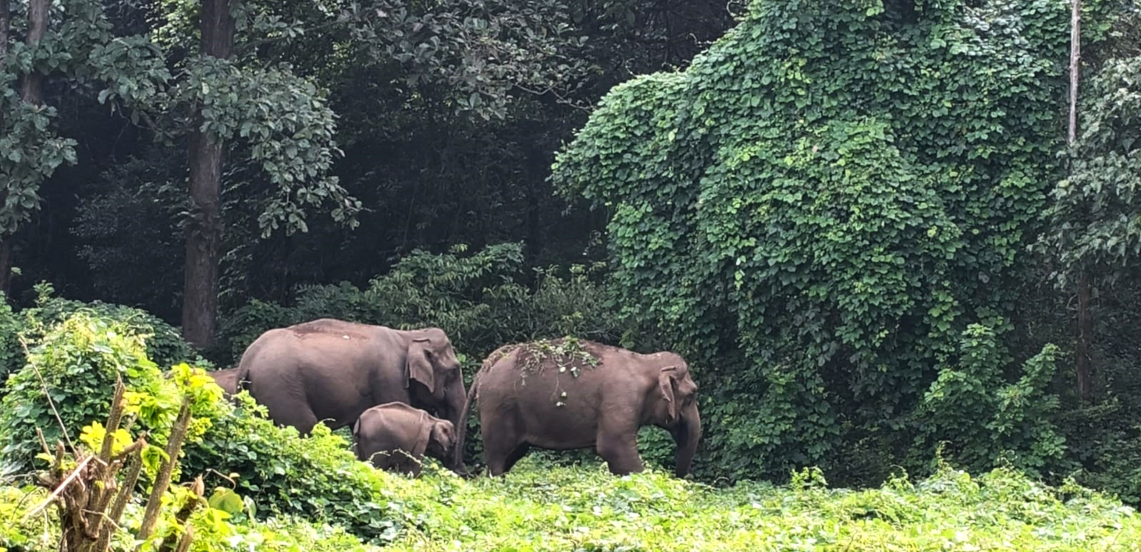 വാണിയംപാറയിൽ ജനവാസ മേഖലയിൽ ഇറങ്ങിയ കാട്ടാനക്കൂട്ടം