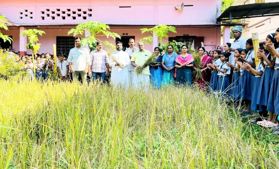 വേനപ്പാറ ലിറ്റിൽ ഫ്ലവർ യുപി സ്കൂൾ അങ്കണത്തിൽ  കൊയ്-ത്തുത്സവം സ്കൂൾ അസിസ്റ്റന്റ്‌ മാനേജർ ഫാ. സിറിൻ ജോസഫ് ഉദ്ഘാടനം ചെയ്യുന്നു