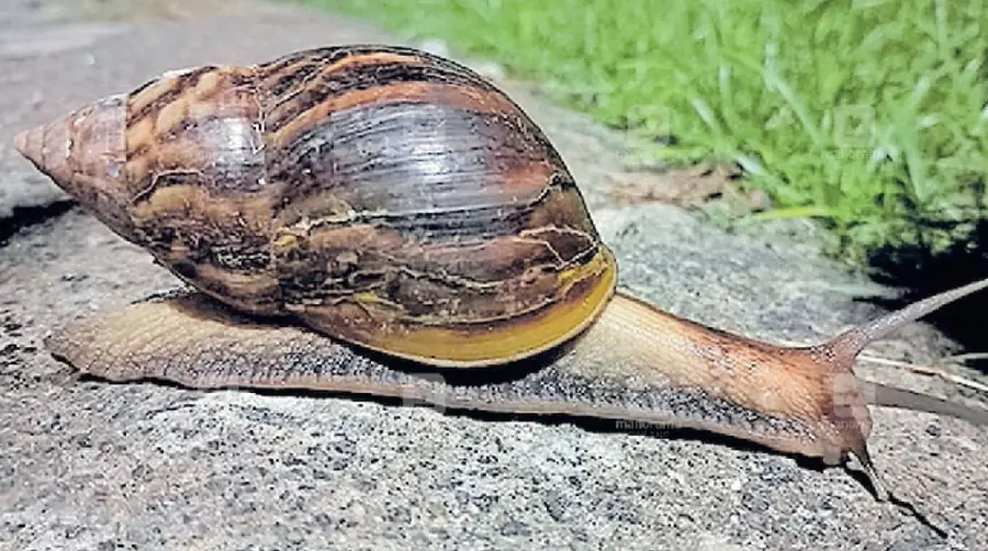 African Snail