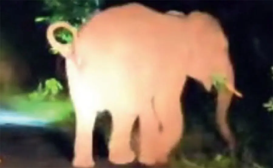 Wild Elephant Attack