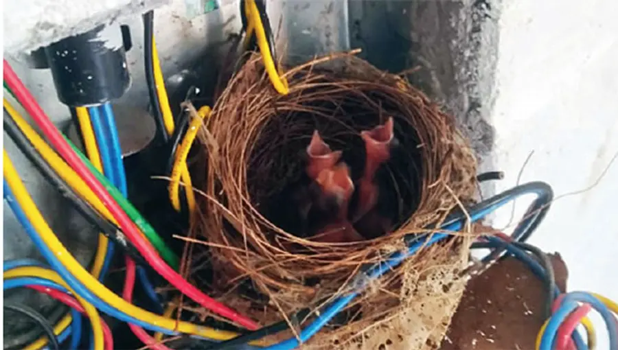 birds nest in switch board