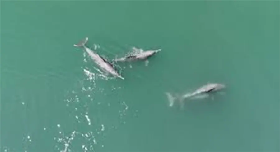 humpback dolphin mating ICAR-CIFT