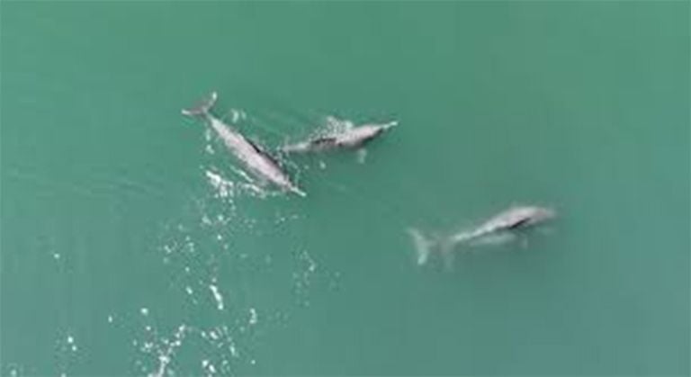 humpback dolphin mating ICAR-CIFT