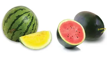watermelon