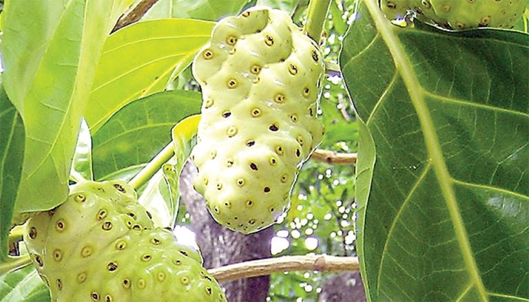 mulberry