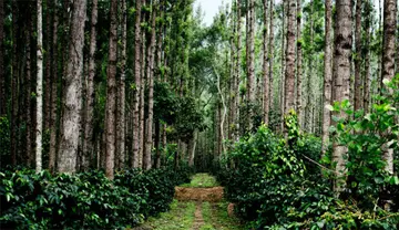 coffee plantation