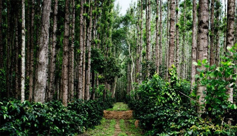 coffee plantation