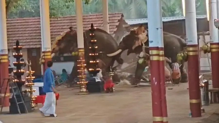 koyilandy elephant 