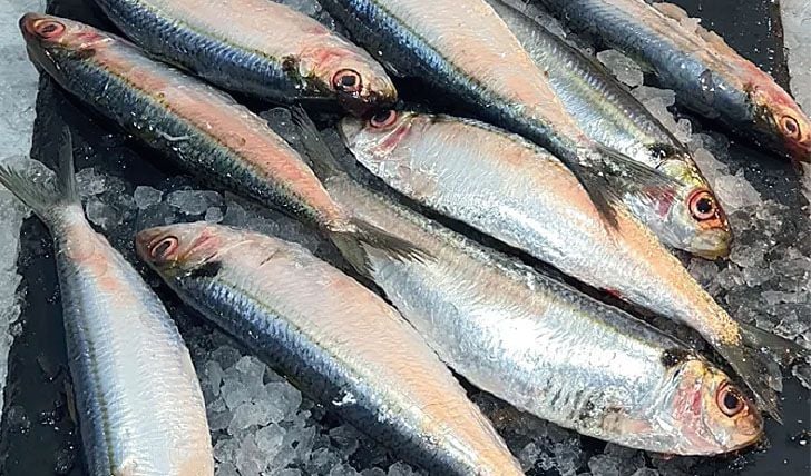 sardine fish