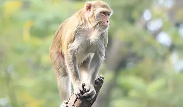 mission bonnet macaque