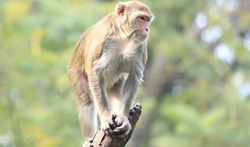 mission bonnet macaque