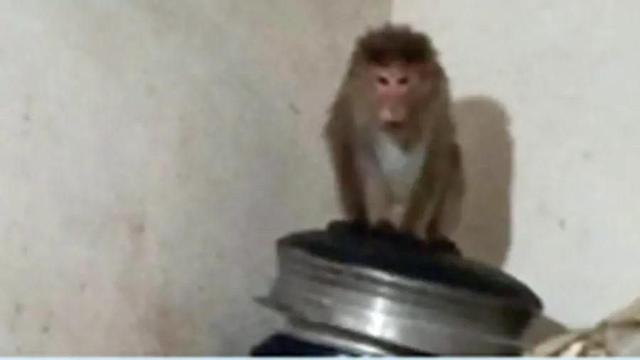monkey