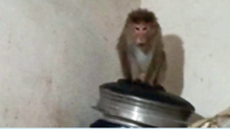 monkey