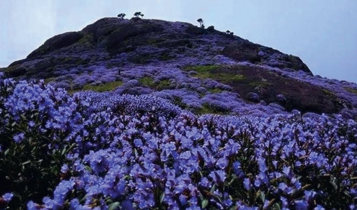 munnar responsible tourism