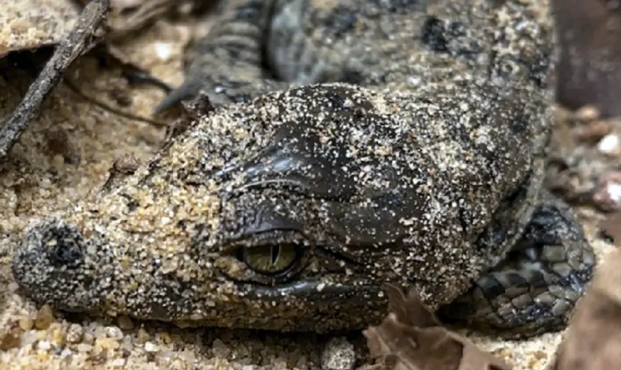 Thiruvananthapuram Zoo Mugger crocodile