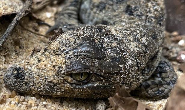 Thiruvananthapuram Zoo Mugger crocodile
