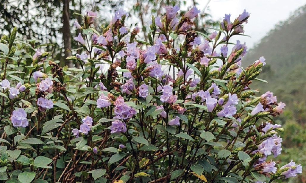 neelakurinji blossom