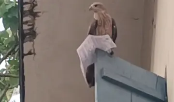 psc exam hall ticket hawk