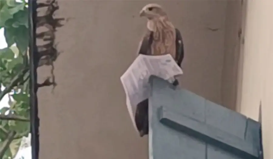 psc exam hall ticket hawk