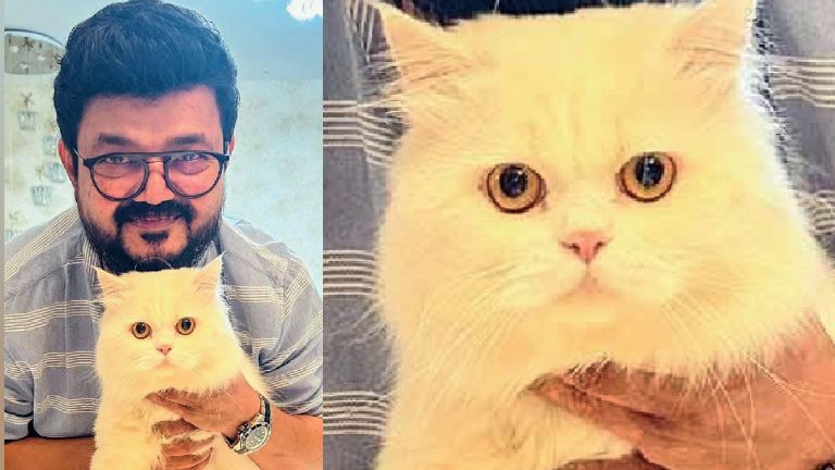 nadirsha cat
