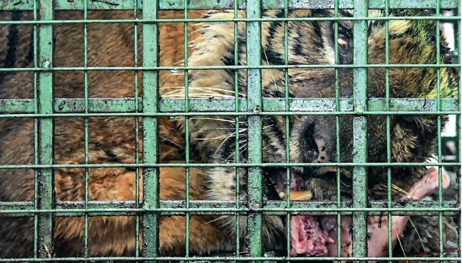 tiger caged