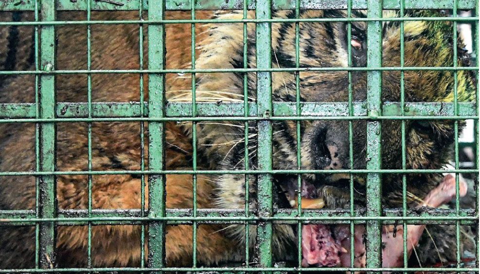 tiger caged